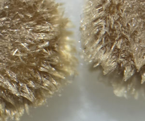 Nasiona z Maciejowa po locie w kosmos