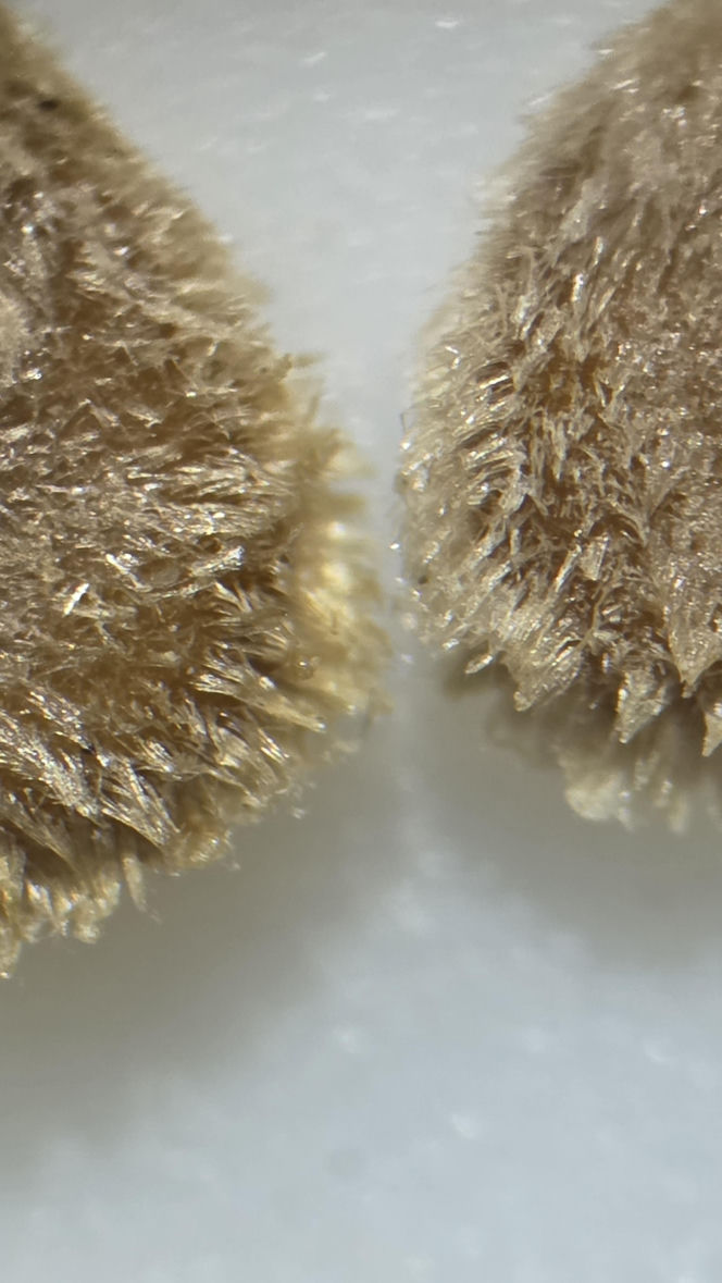 Nasiona z Maciejowa po locie w kosmos