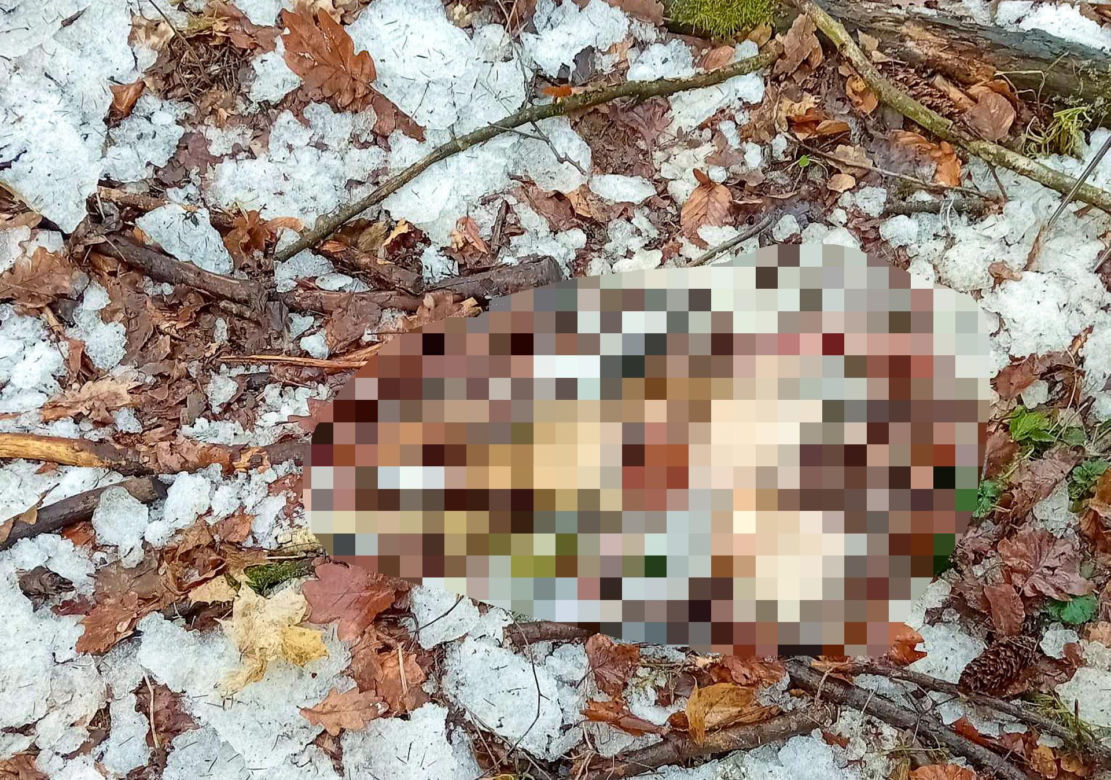  Wilki rozszarpały dwa psy na oczach malutkiego Stasia! Mieszkańcy przerażeni