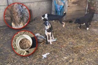 Urządzili zwierzętom piekło na Ziemi. Policja odebrała 12 psów i kota