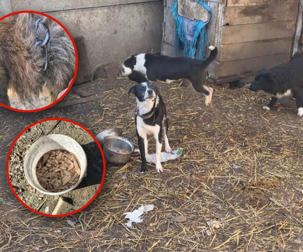 Przerwali cierpienie zwierząt. 12 psów i kot odebrane właścicielom