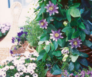 Passiflora