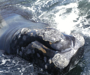 Święto biologów morskich! Z oceanu wynurzył potężny ssak. Na świecie zostało mniej niż 400 osobników