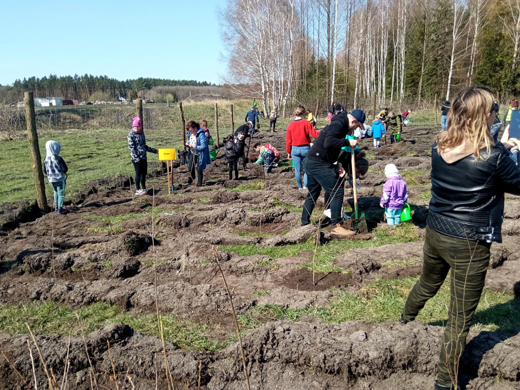 Akcja "Grudziądzanie sadzą las"!