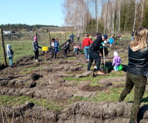 Akcja Grudziądzanie sadzą las!