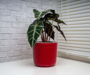 Alokazja - modny roślinny rarytas, który zachwyca ozdobnymi liśćmi!