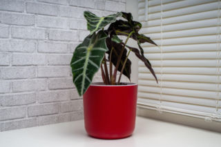 Alokazja - modny roślinny rarytas, który zachwyca ozdobnymi liśćmi!