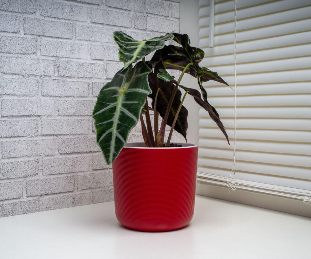 Alokazja - modny roślinny rarytas, który zachwyca ozdobnymi liśćmi!