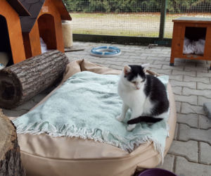 RODO da się lubić. Kot o takim imieniu czeka w schronisku na adopcję