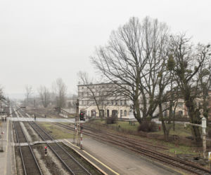 CHCĄ IM WYCIĄĆ DĄB