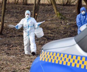 Dziki opanowują Białystok. Miasto wykłada specjalny preparat