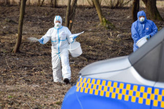 Dziki opanowują Białystok. Miasto wykłada specjalny preparat