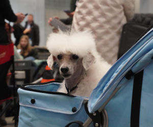 Międzynarodowa Wystawa Psów Rasowych Duo Cacib Kielce 2025