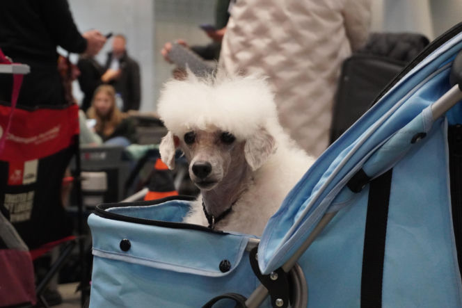 Międzynarodowa Wystawa Psów Rasowych Duo Cacib Kielce 2025