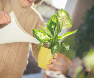 Jak podlewać difenbachię? Najważniejsze zasady