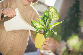 Podlewanie difenbachii bez błędów – jak często i jaką wodą podlewać roślinę?