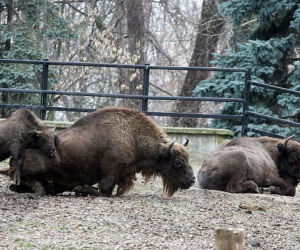 Żubry zoo