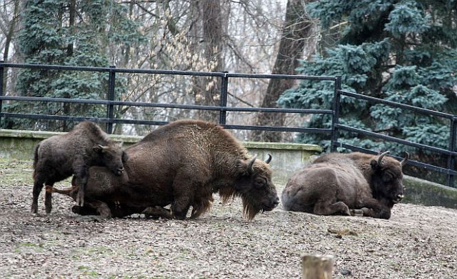 Żubry zoo
