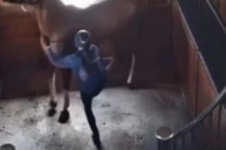 Sędzia jeździectwa biła i kopała konia