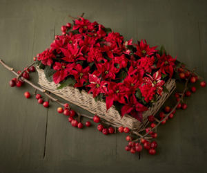 Mini gwiazdy betlejemskie na tacy