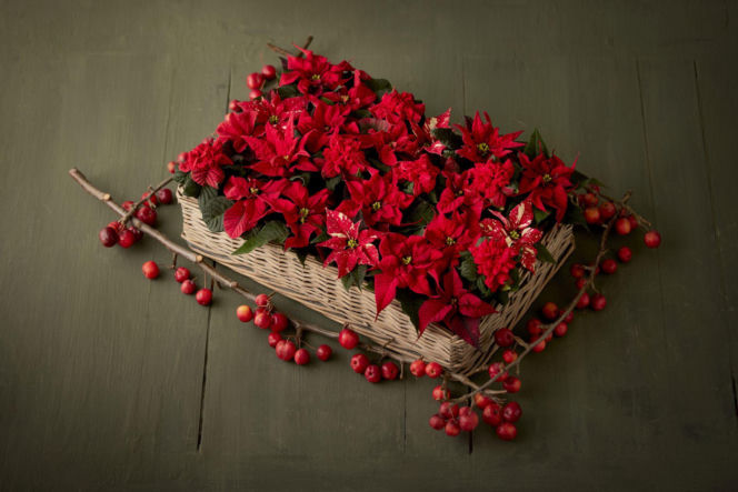 Mini gwiazdy betlejemskie na tacy