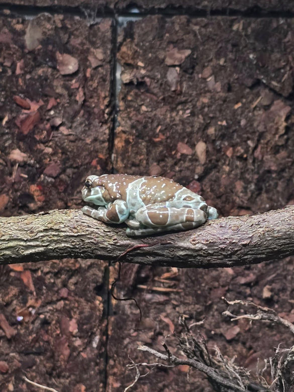 W pawilonie Lasu Deszczowego w Śląskim Ogrodzie Zoologicznym pojawili się nowi mieszkańcy