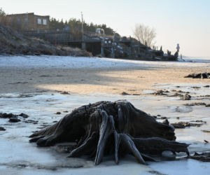 Bałtyk odsłonił las sprzed tysięcy lat