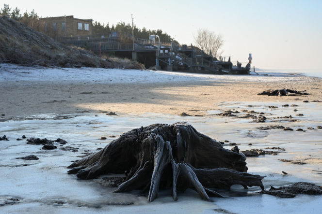 Bałtyk odsłonił las sprzed tysięcy lat