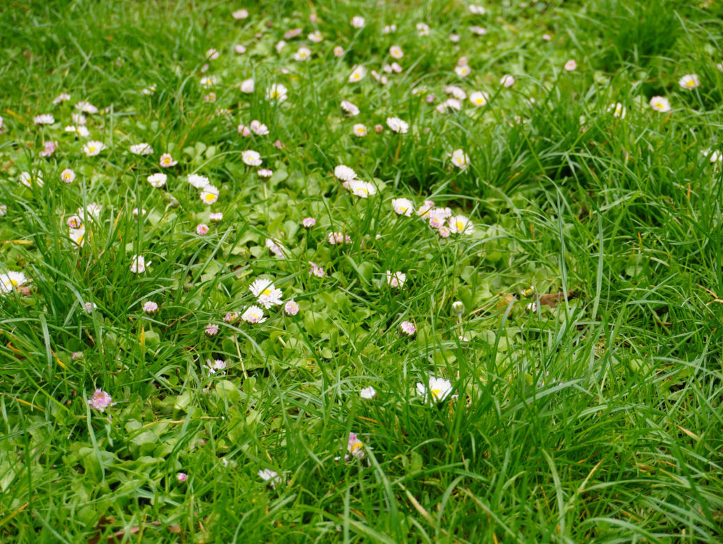 Park Bronowice wiosną 2024