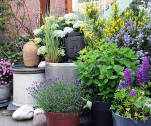 Rośliny wieloletnie do donic na zewnątrz - jakie gatunki wybrać?