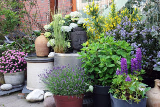 Uprawa roślin wieloletnich w pojemnikach na balkonach i tarasach