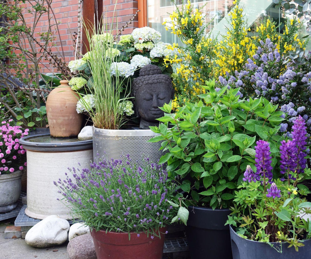 Rośliny wieloletnie w donicach