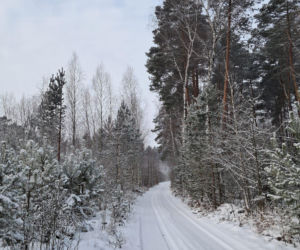 Emu znaleziony w lesie pod Garwolinem