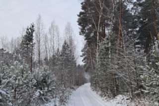 Emu znaleziony w lesie pod Garwolinem