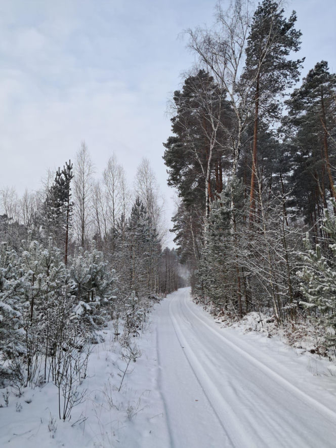 Emu znaleziony w lesie pod Garwolinem