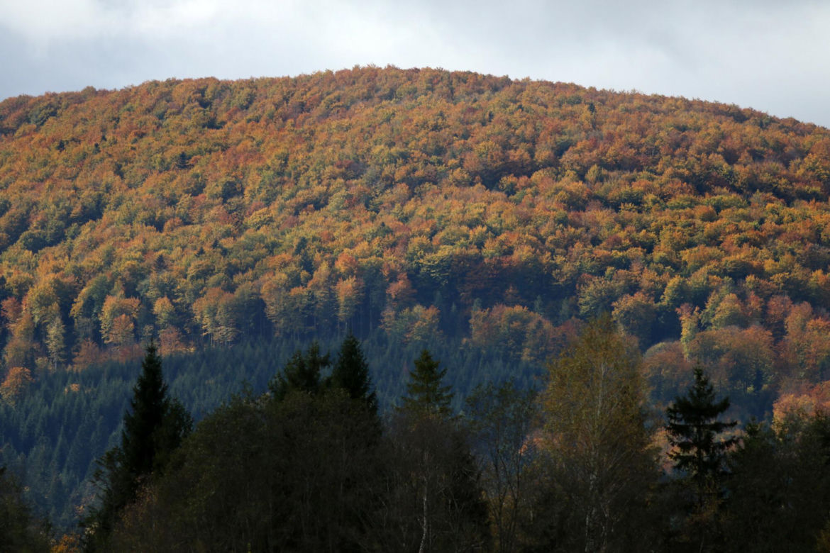 Torfowisko Tarnawa – kładki w Dolinie Górnego Sanu