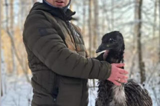 Emu znaleziony w lesie pod Garwolinem