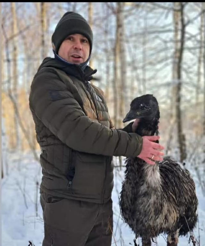 Emu znaleziony w lesie pod Garwolinem