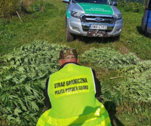 Pszczelarz uprawiał marihuanę, bo dobrze wpływała na kondycję jego pszczół [WIDEO, ZDJĘCIA]
