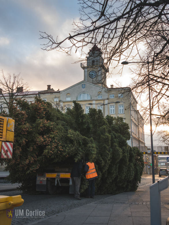 Choinka już stoi na rynku w Gorlicach! WSPANIAŁY świerk mierzy ponad 10 metrów