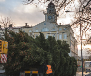 Choinka już stoi na rynku w Gorlicach! WSPANIAŁY świerk mierzy ponad 10 metrów