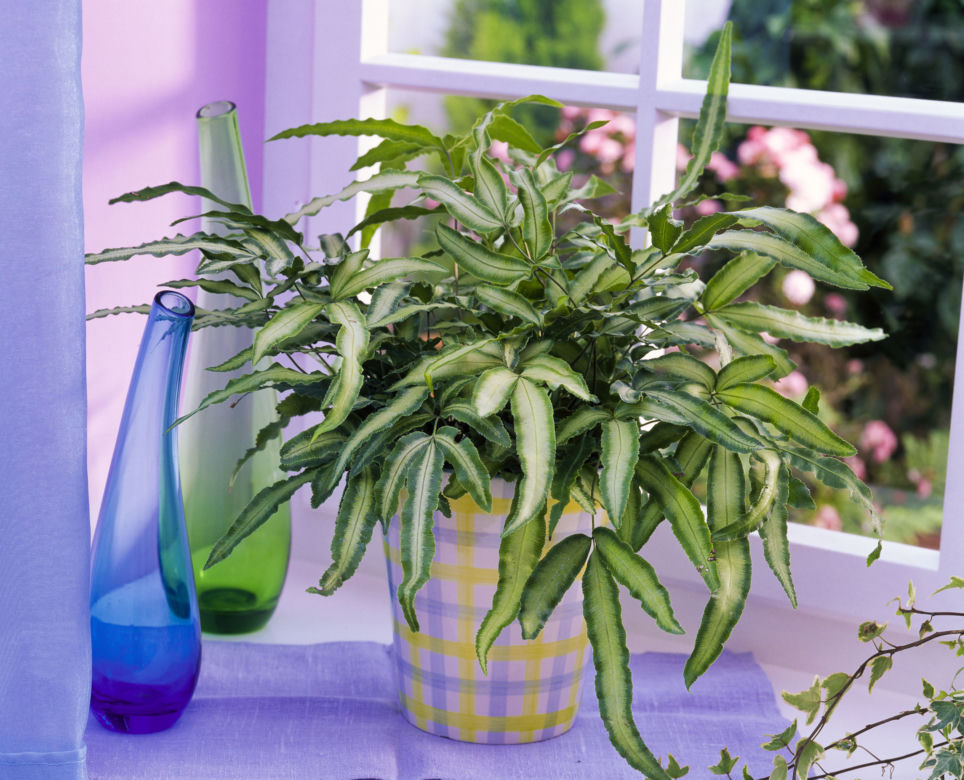 Pteris