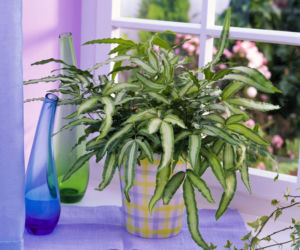 Pteris