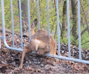 Piękna sarenka utknęła w ogrodzeniu. Przerażone zwierzę nie potrafiło wydostać się z pułapki