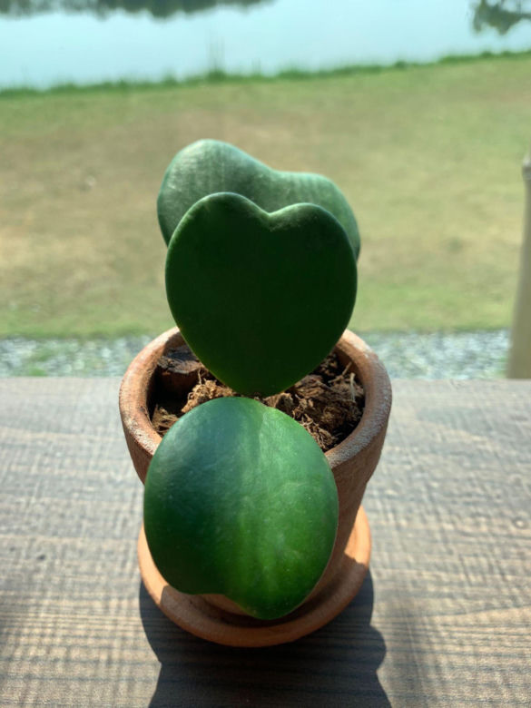 Hoya kerrii
