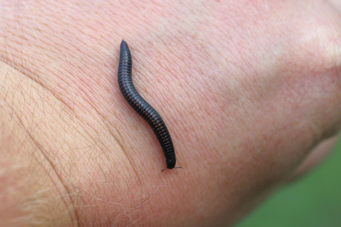 Krocionóg piaskowy (Ommatoiulus sabulosus) 