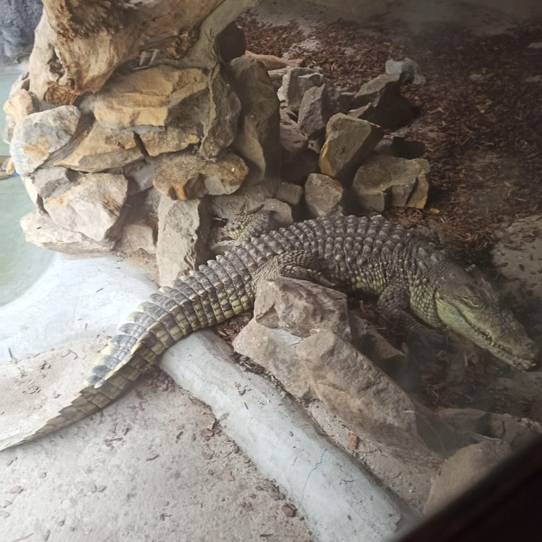 Krokodyl nilowy w poznańskim zoo