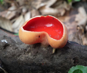 To nie żart! W polskich lasach już pojawiły się pierwsze grzyby. Wielu nie zdaje sobie sprawy, że są jadalne