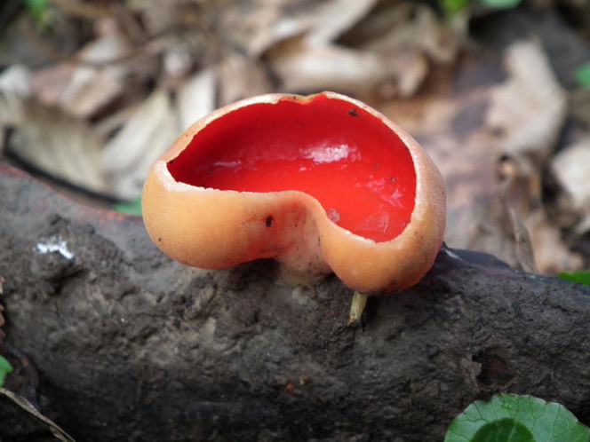 To nie żart! W polskich lasach już pojawiły się pierwsze grzyby. Wielu nie zdaje sobie sprawy, że są jadalne