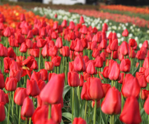 Tulipany na polach w Chrzypsku Wielkim